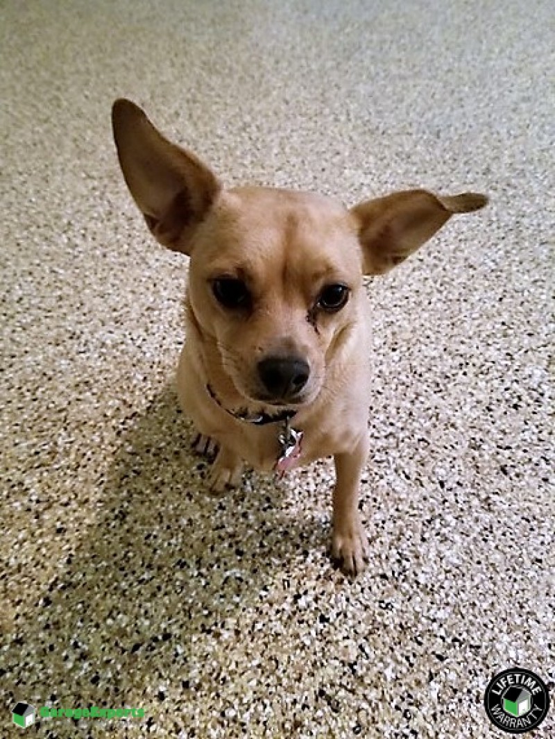 Pet Friendly Flooring In The Chattahoochee Valley Garage Experts